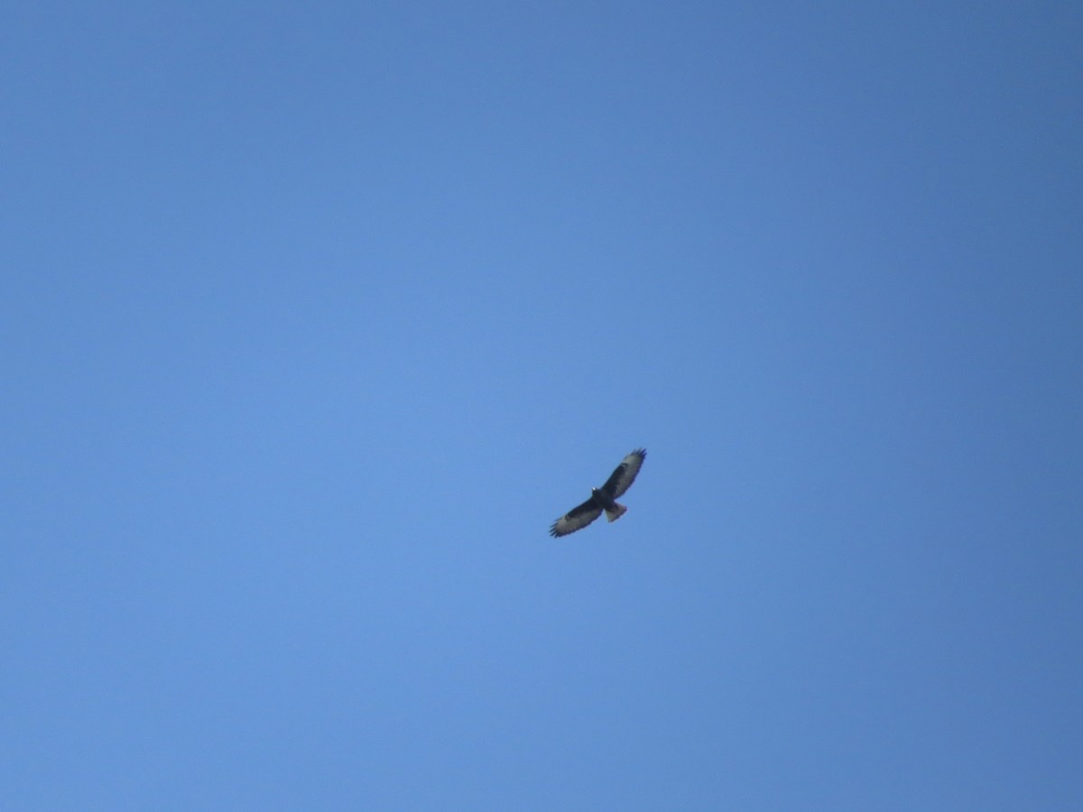 Канюк короткохвостий - ML646460175