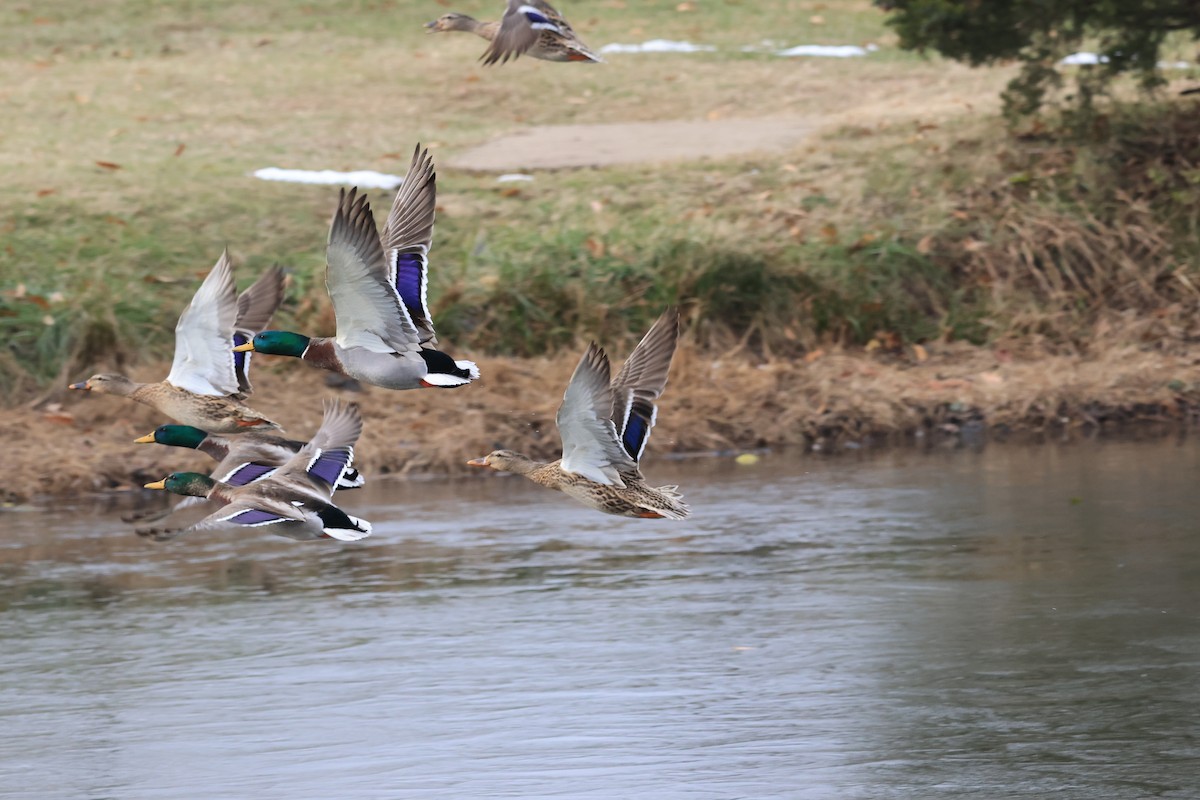 Mallard - ML646460176