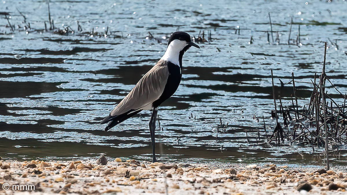 Spur-winged Lapwing - ML646460177