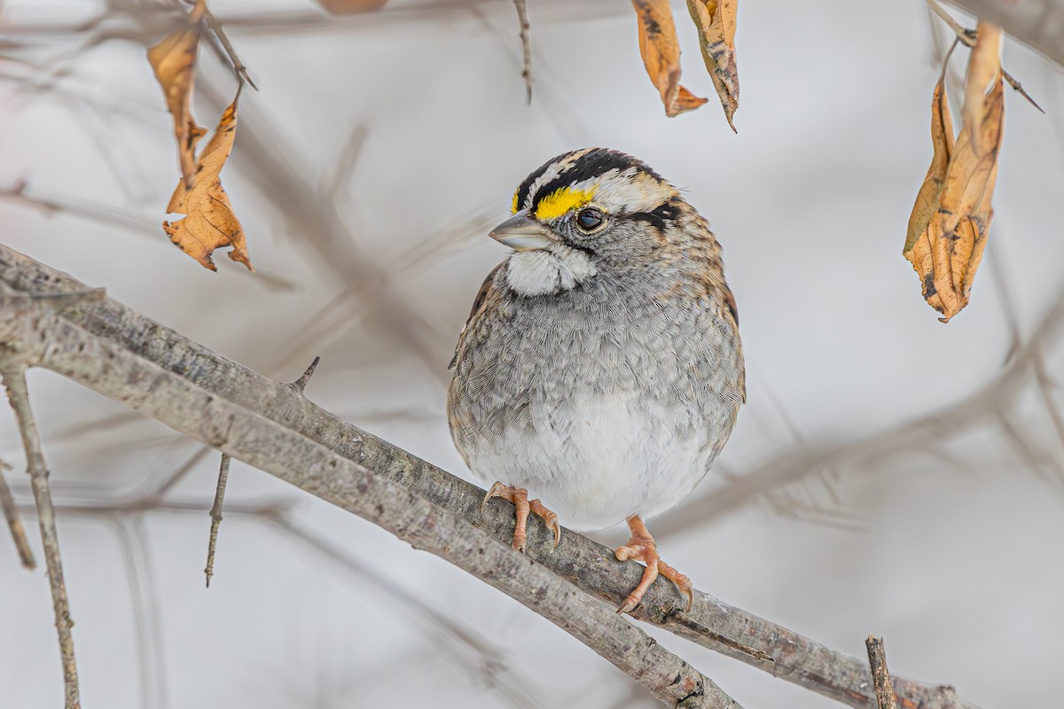 White-throated Sparrow - ML646460180