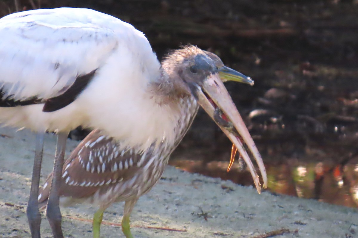 Міктерія - ML646460186