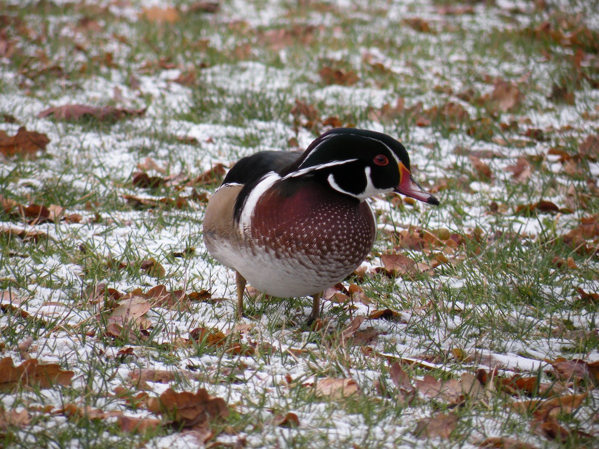 Wood Duck - ML646460187