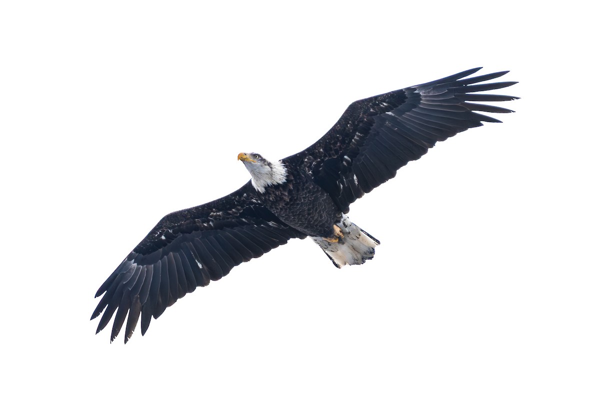 Bald Eagle - ML646460204