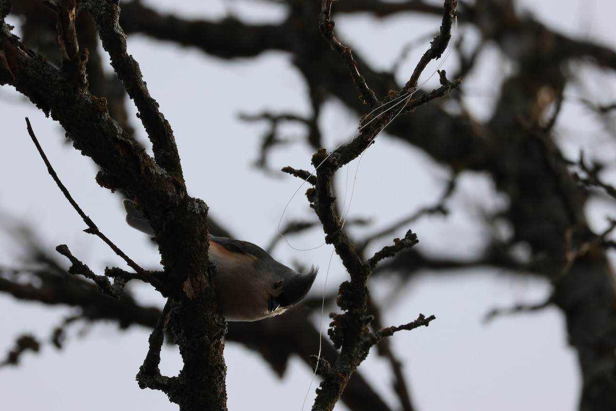 Tufted Titmouse - ML646460209