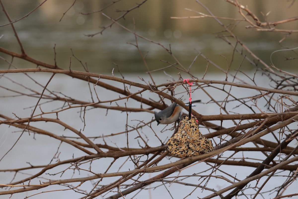 Tufted Titmouse - ML646460210