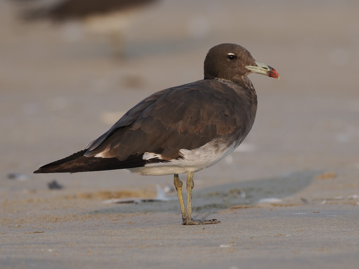 Hemprichmöwe - ML646460215