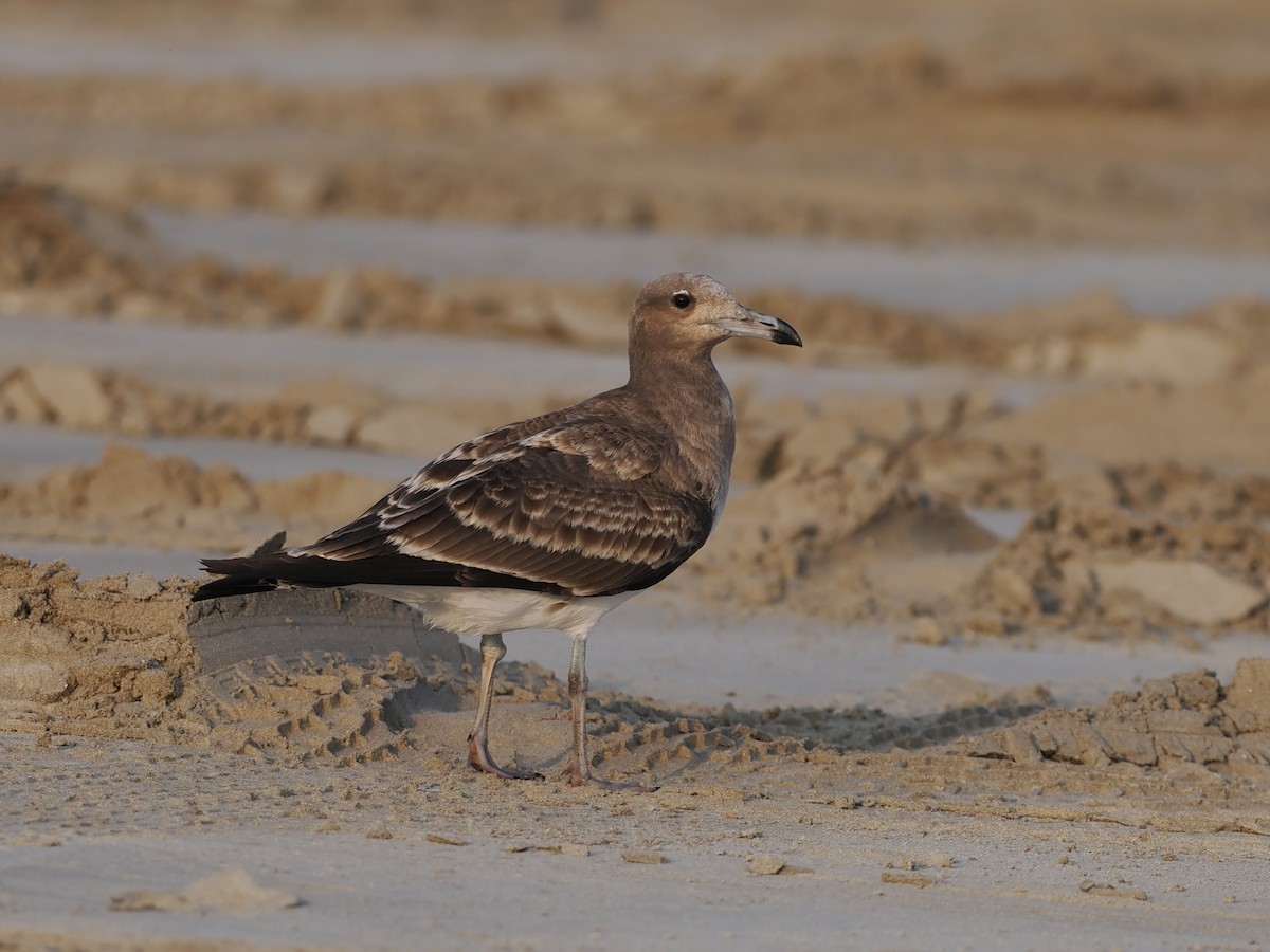 Hemprichmöwe - ML646460216