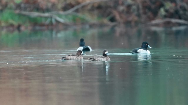 Lesser Scaup - ML646460218