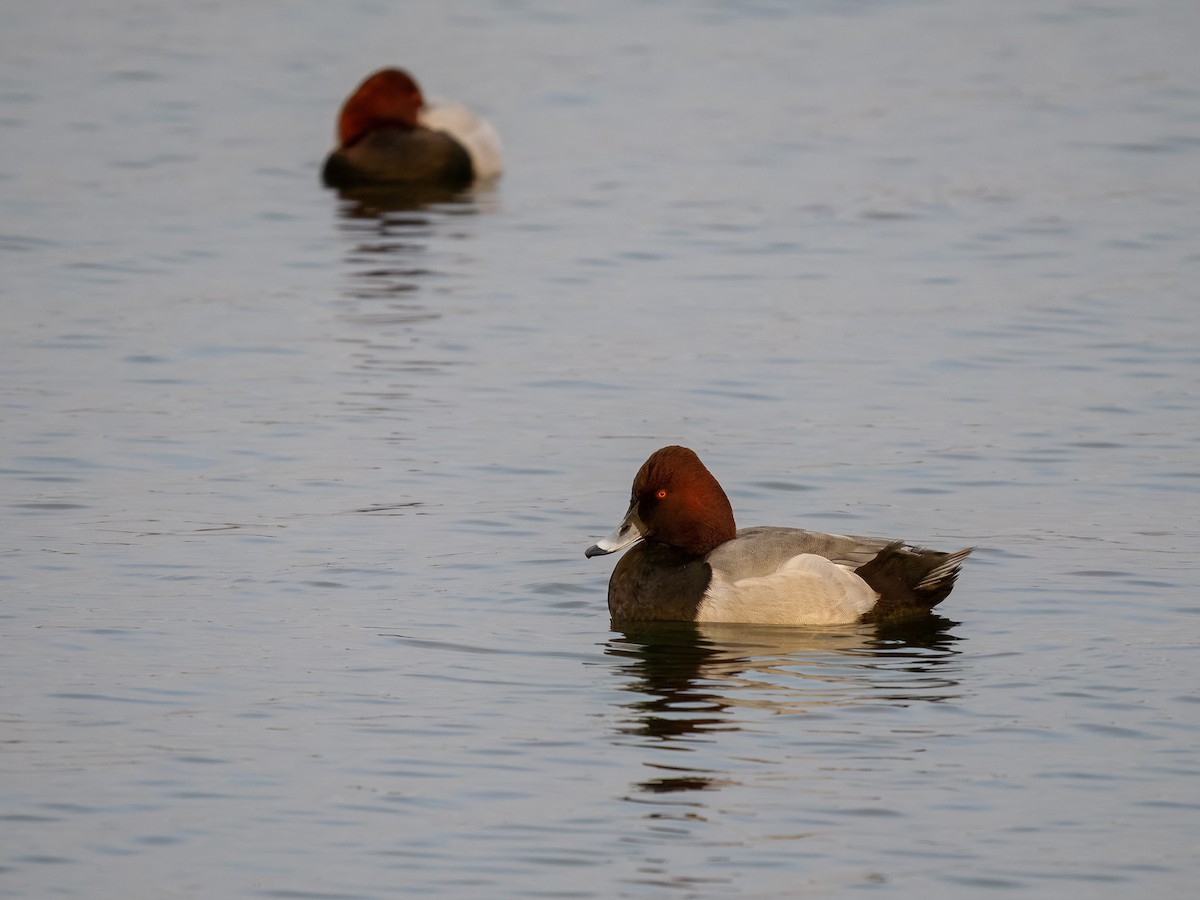 Tafel- x Reiherente (Hybrid) - ML646460219