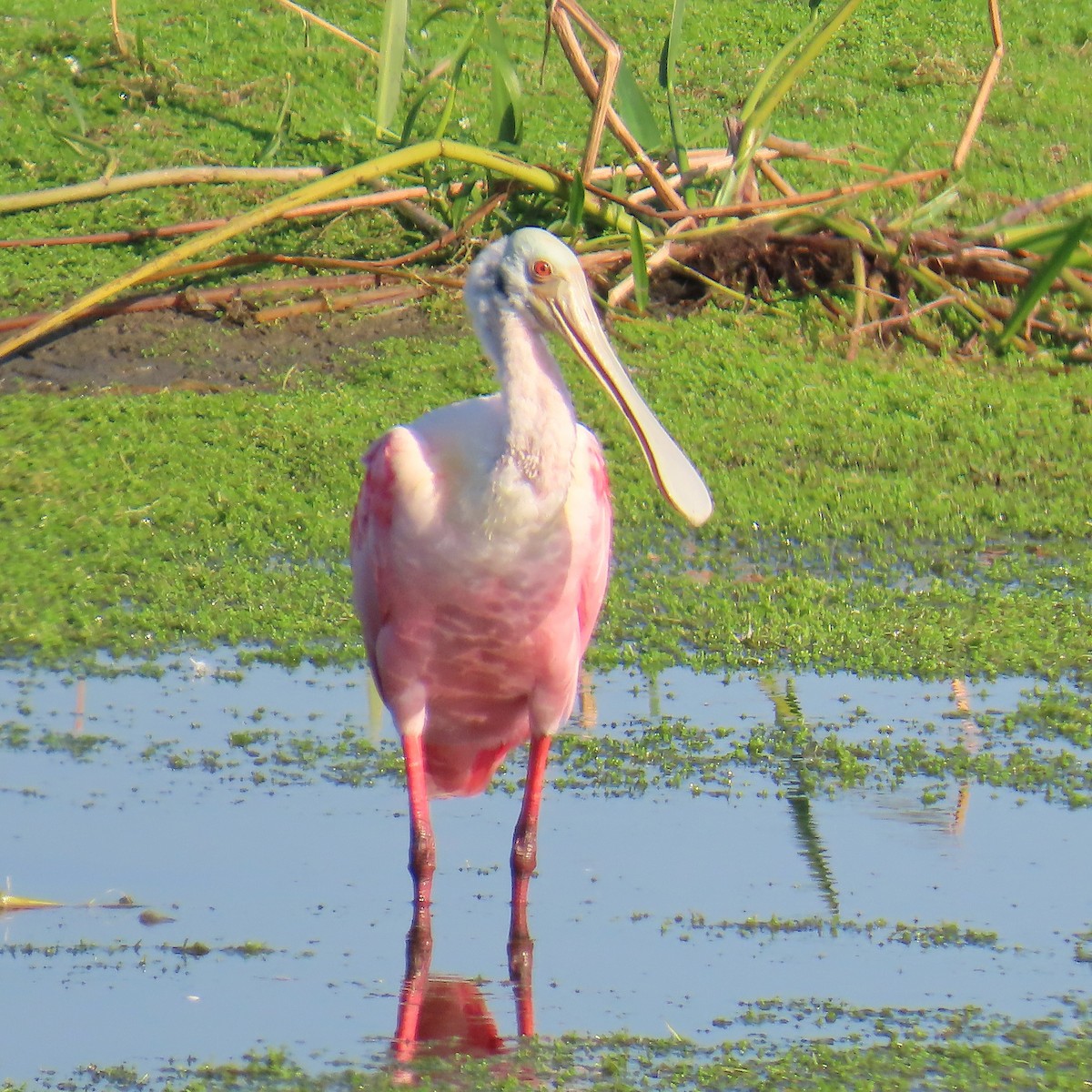 Pembe Kaşıkçı - ML646460228