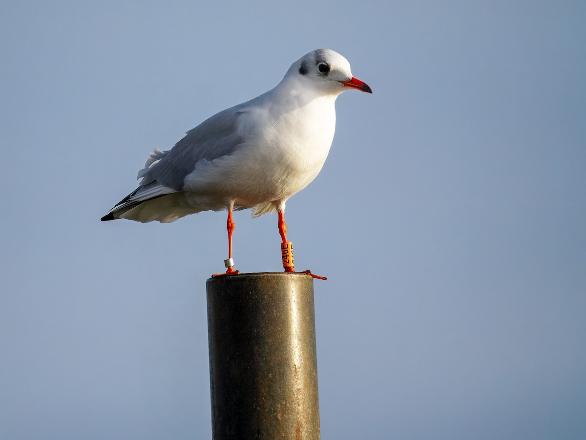 Lachmöwe - ML646460233