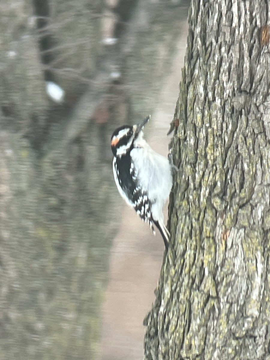 Hairy Woodpecker - ML646460240