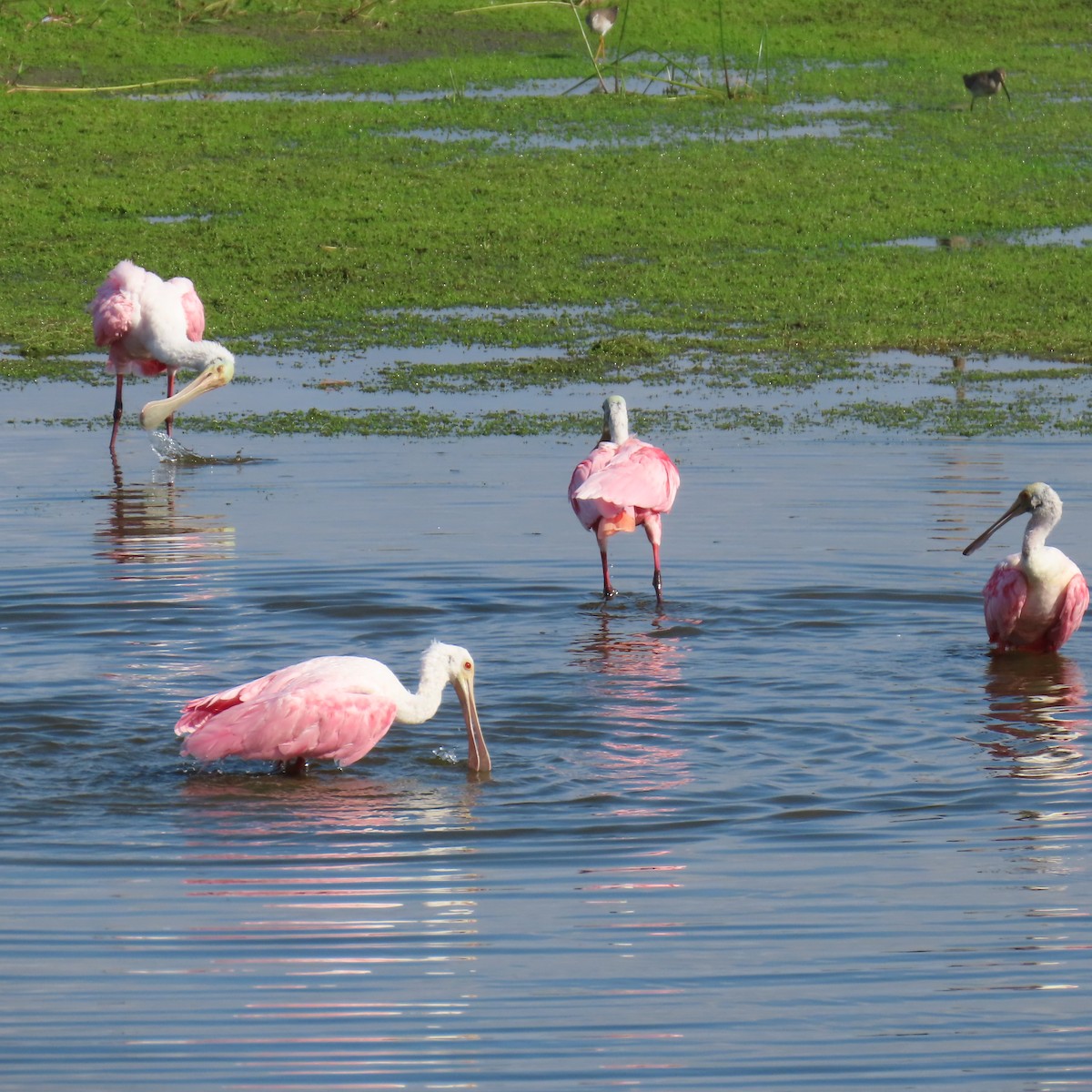 Pembe Kaşıkçı - ML646460241