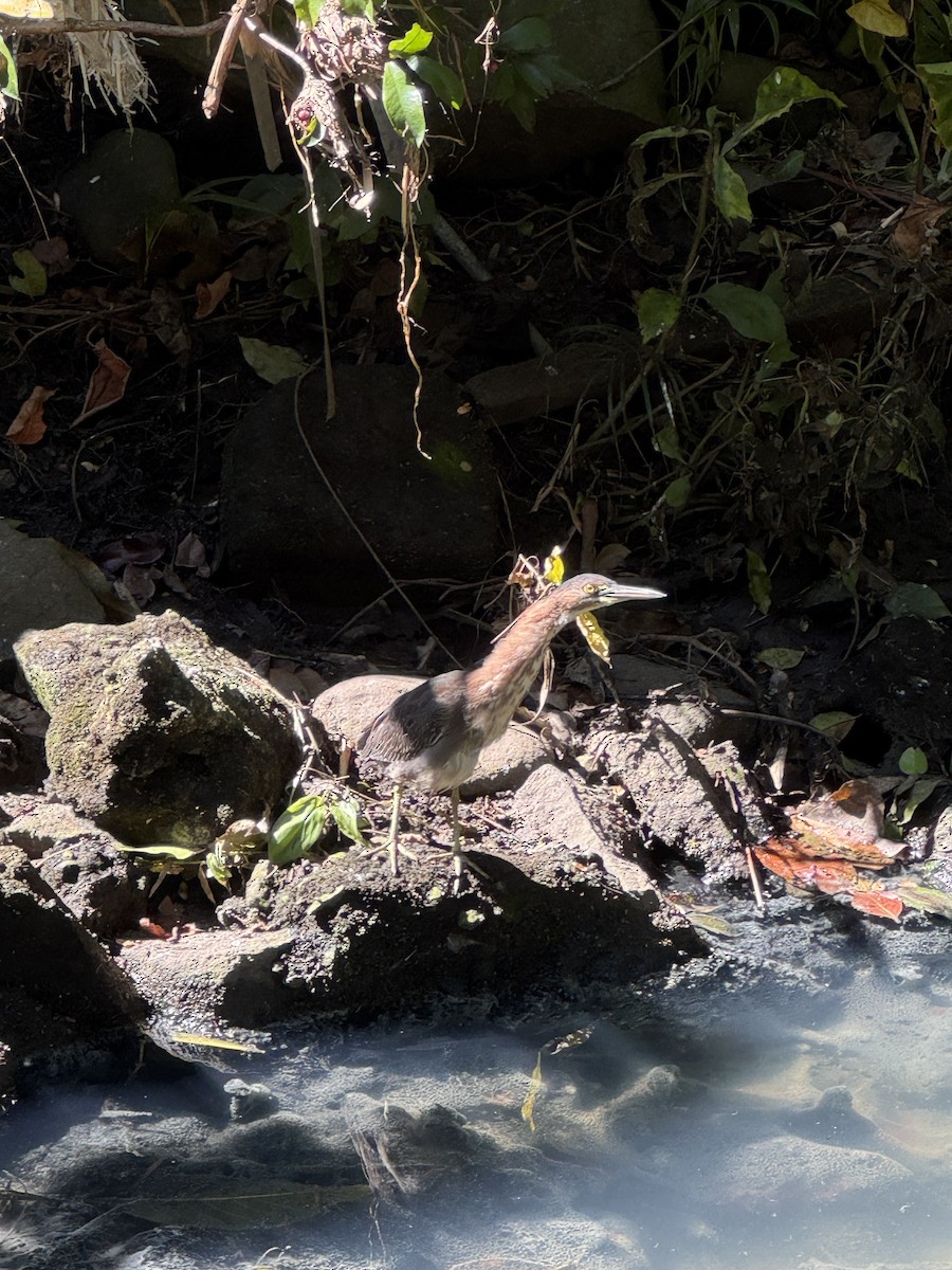 Green Heron - ML646460242