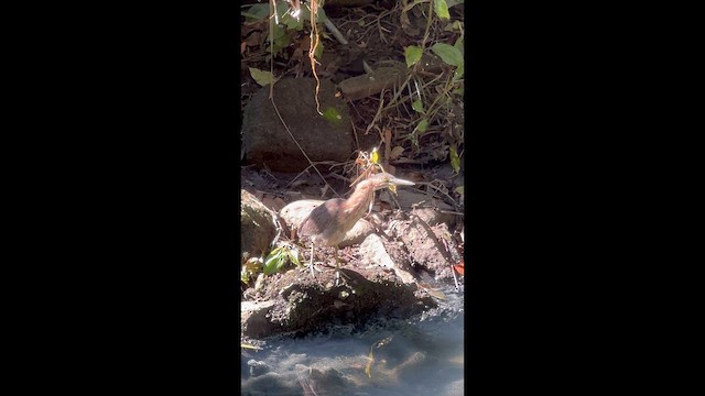 Green Heron - ML646460243