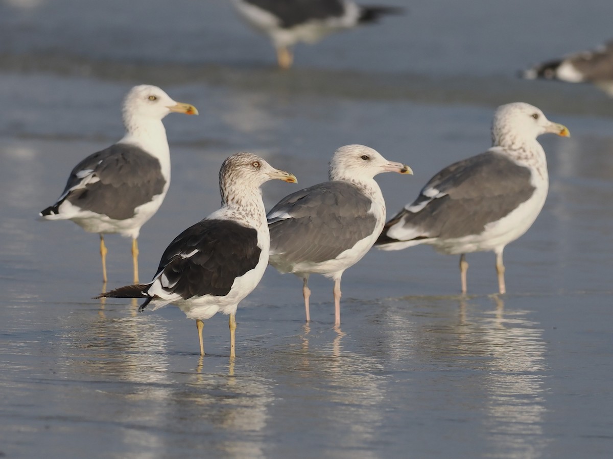 Heringsmöwe - ML646460246