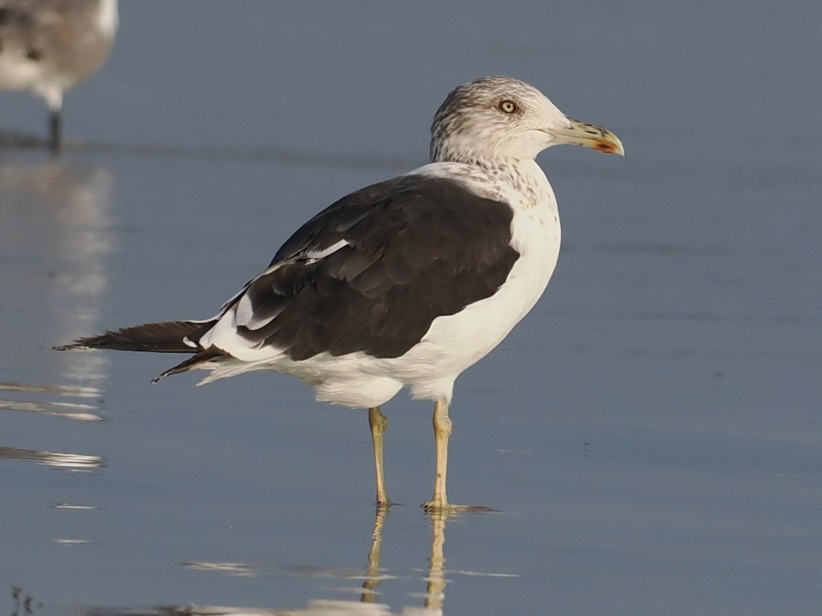 Heringsmöwe - ML646460247