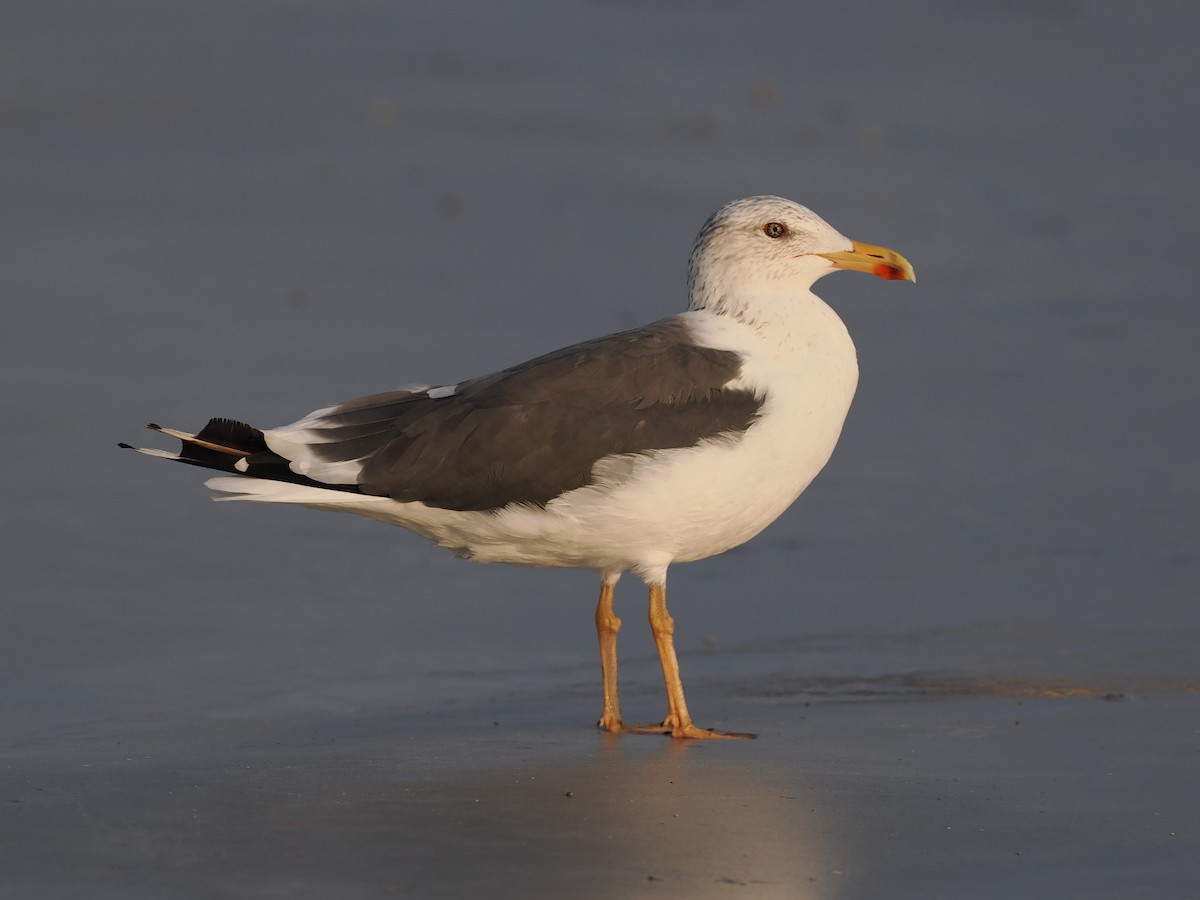 Heringsmöwe - ML646460248