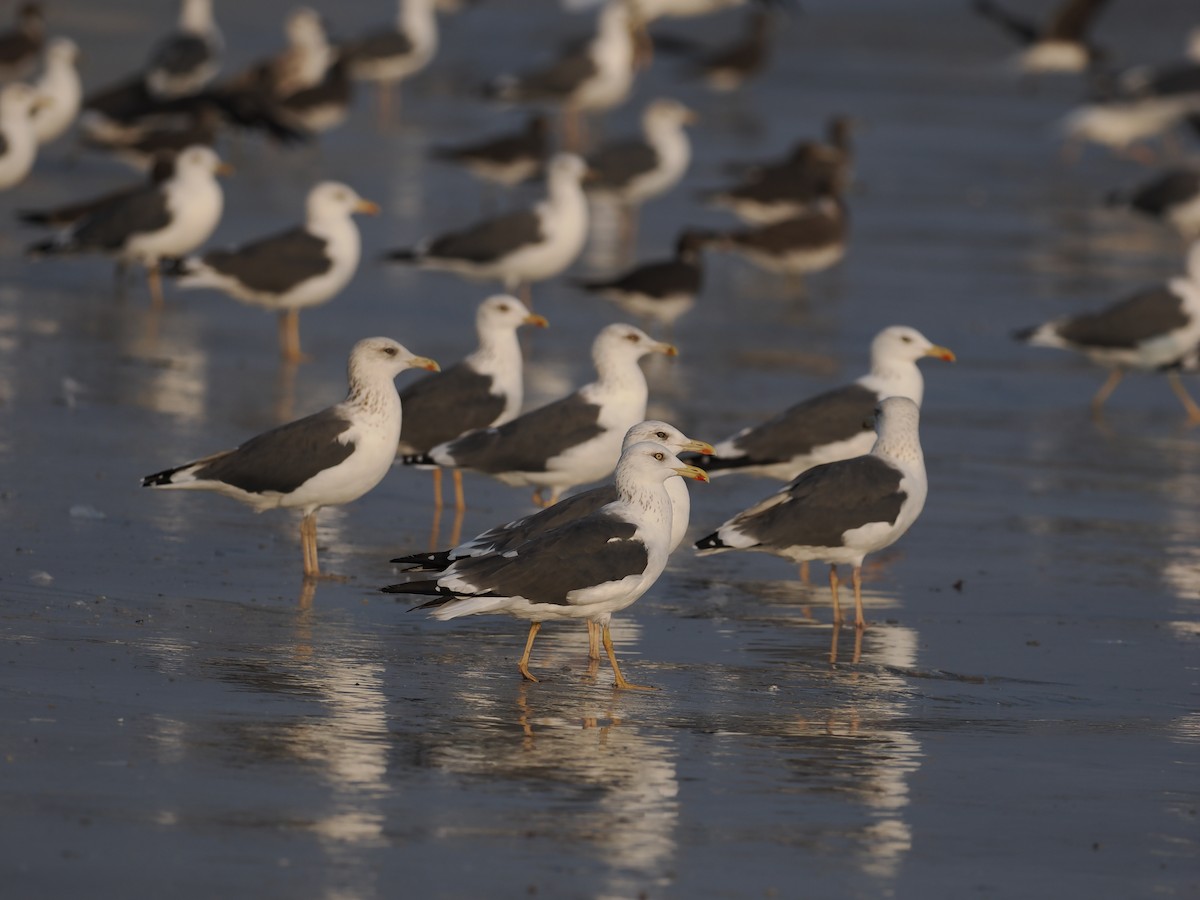 Heringsmöwe - ML646460250