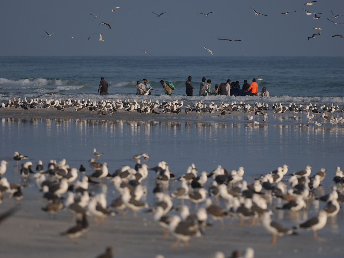 Heringsmöwe - ML646460251