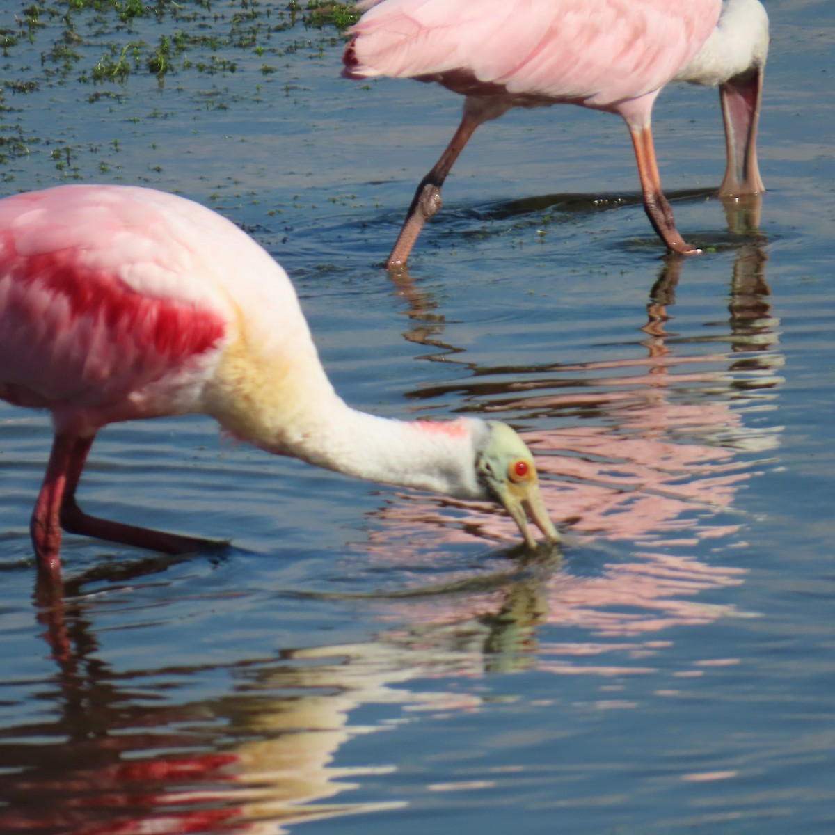 Pembe Kaşıkçı - ML646460252