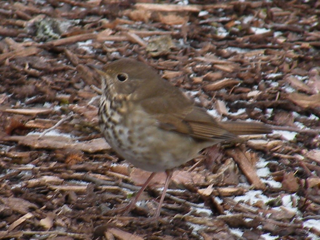 Hermit Thrush - ML646460254