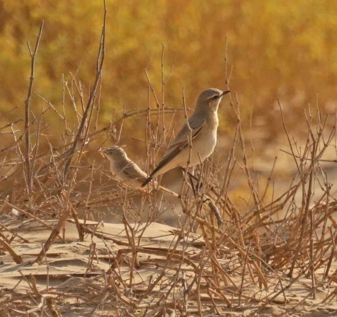 Бүжимч чогчиго - ML646460262