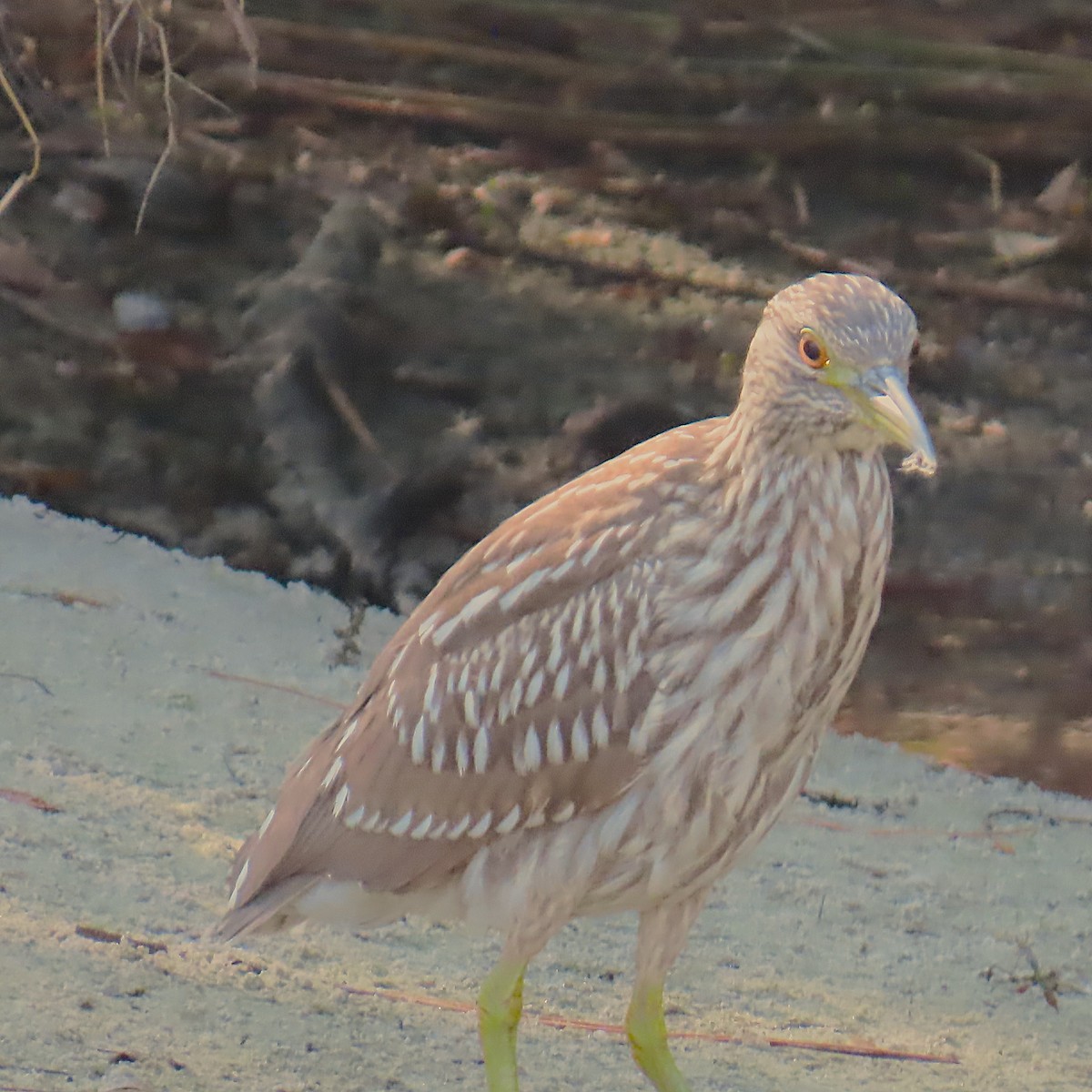 Квак звичайний - ML646460265