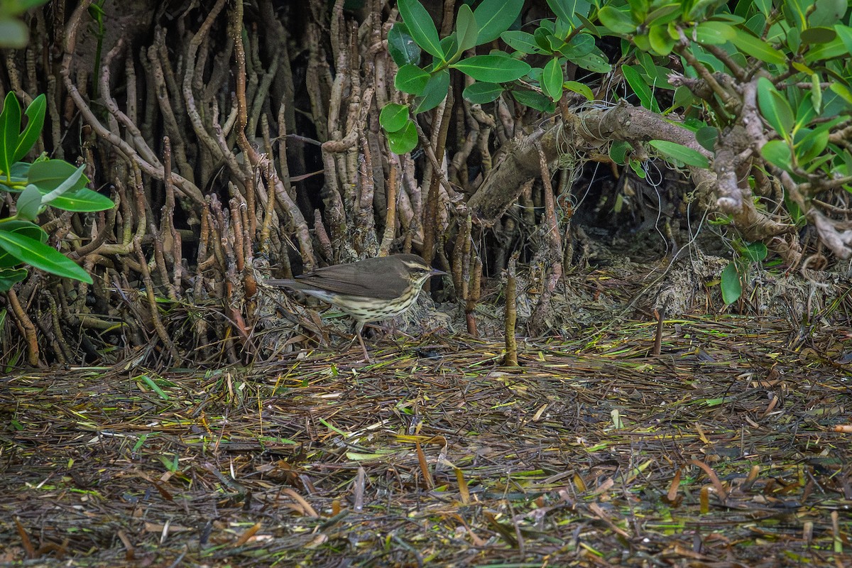 lesňáček olšový - ML646460272