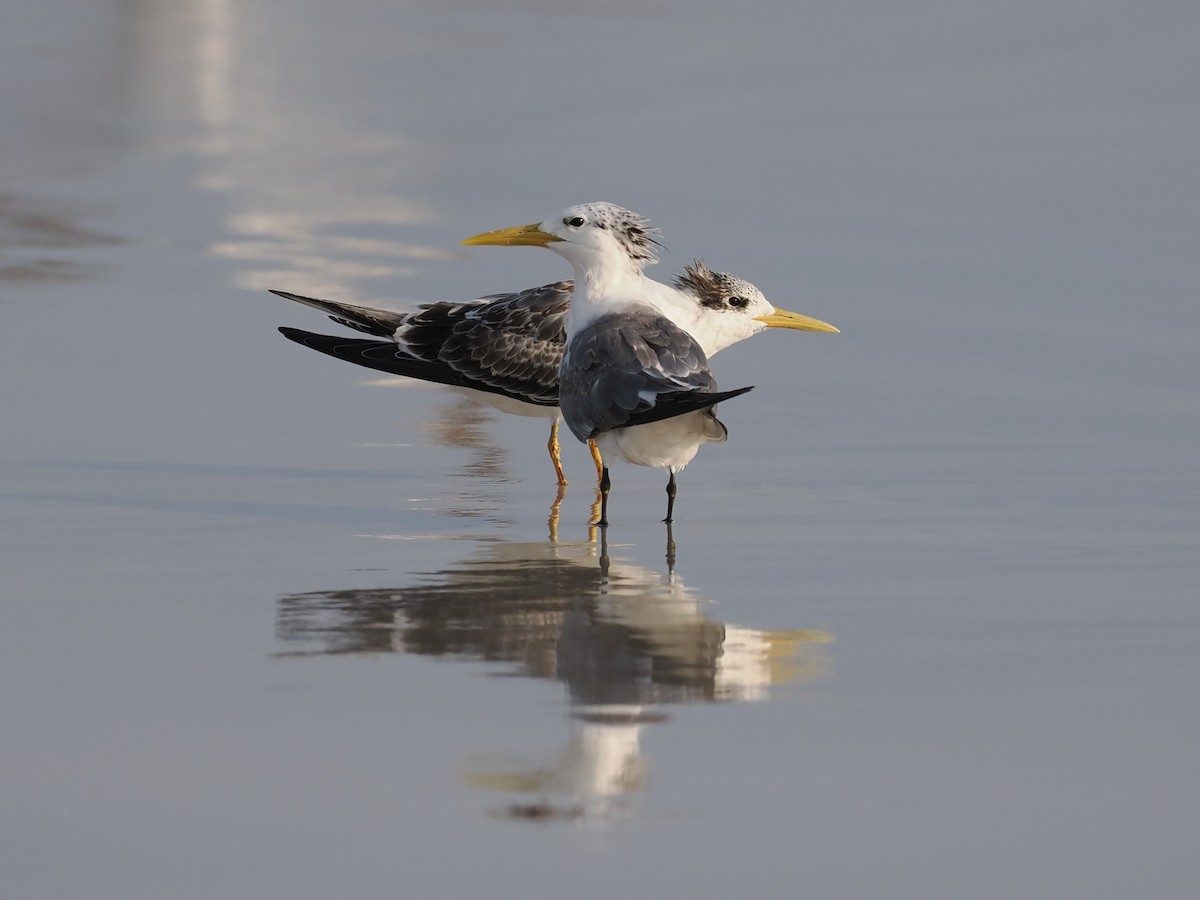 Eilseeschwalbe - ML646460274