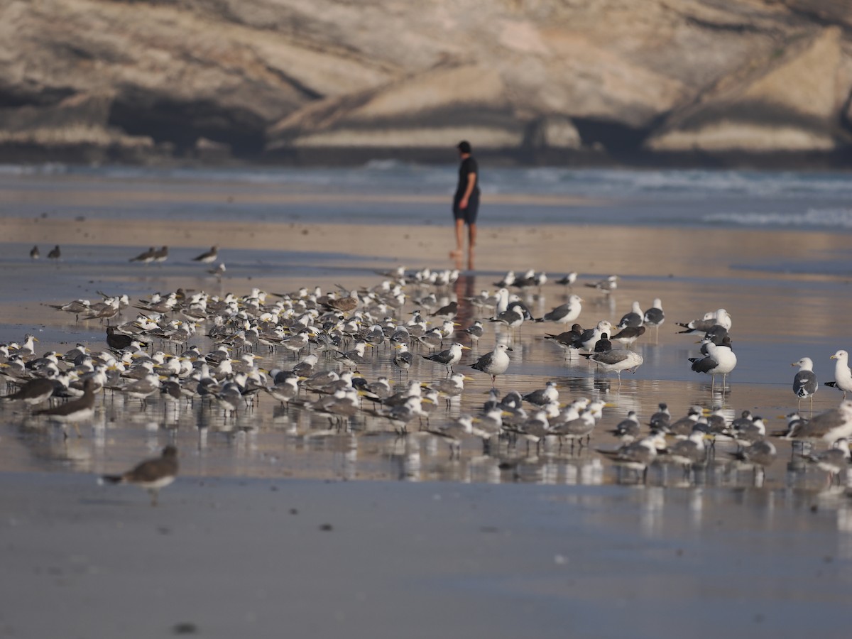 Eilseeschwalbe - ML646460275