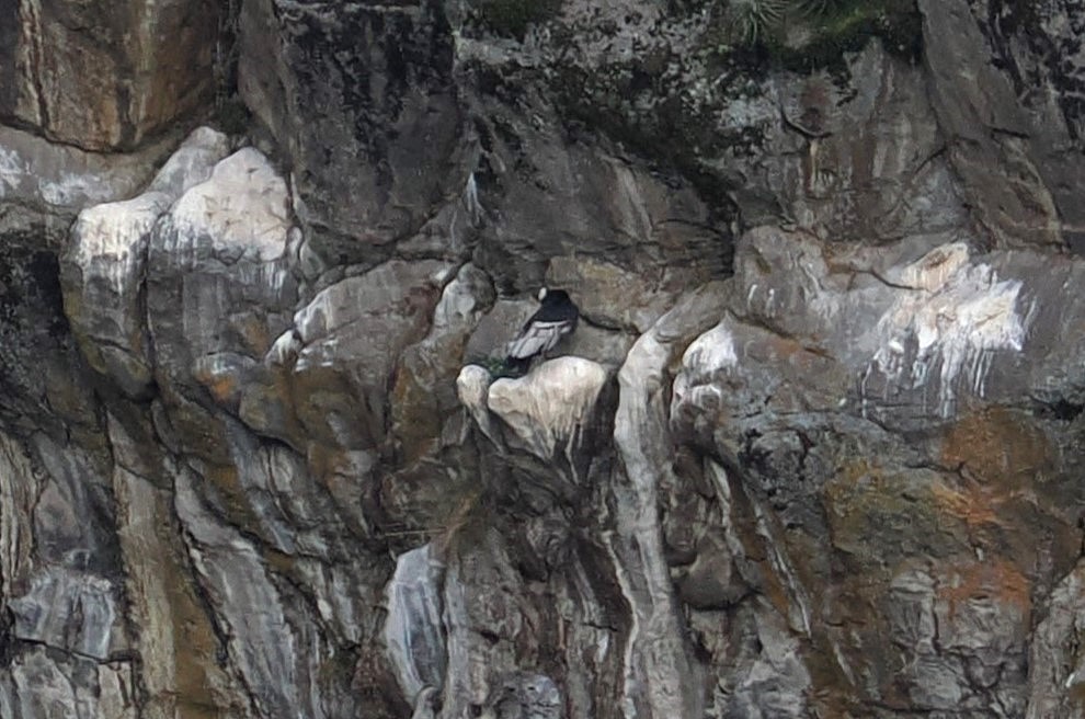 Andean Condor - ML646460286