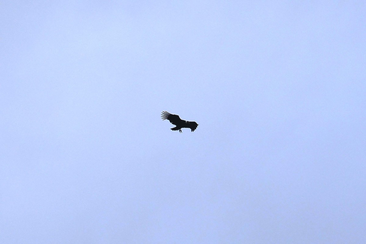 Andean Condor - ML646460288