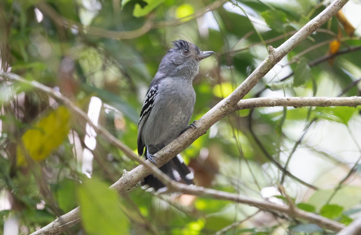 ソーレタマハイイロモズ - ML646460291