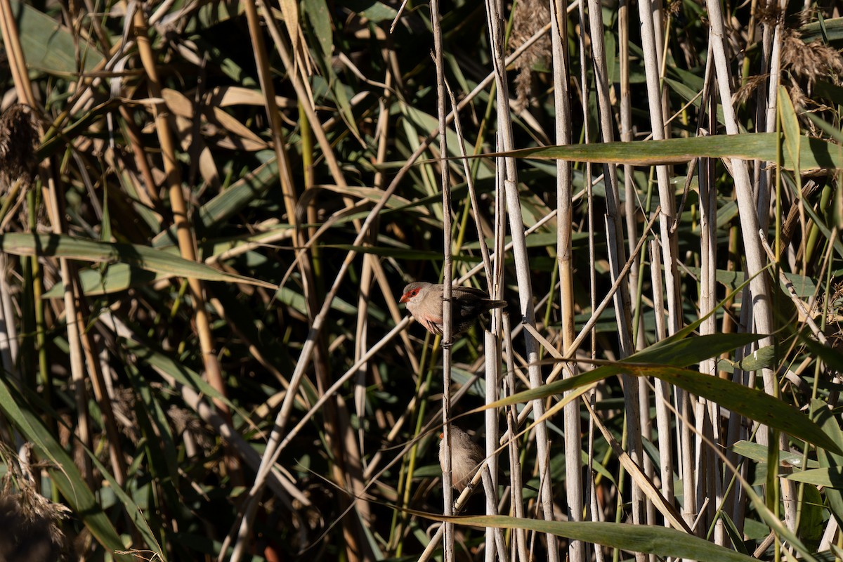 Common Waxbill - ML646460295
