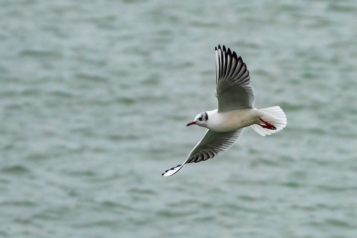 Black-headed Gull - ML646460318