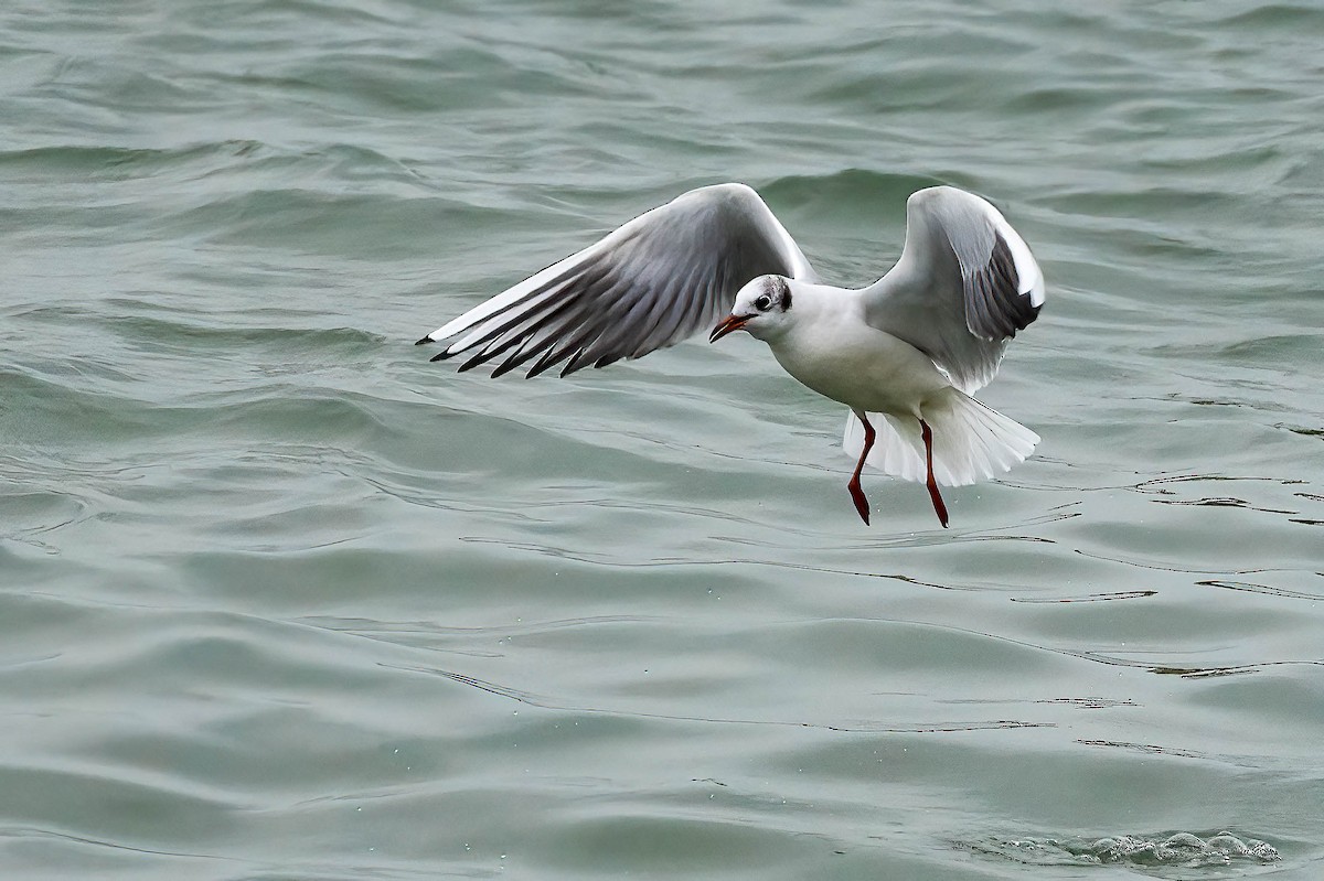 Black-headed Gull - ML646460319