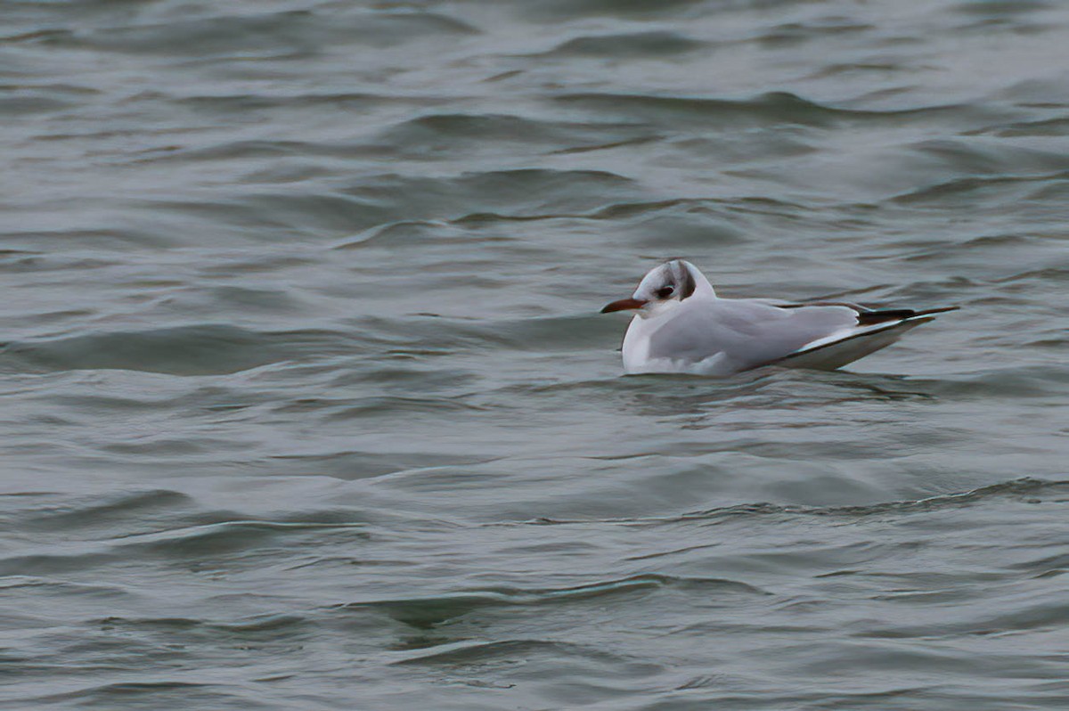 Black-headed Gull - ML646460320