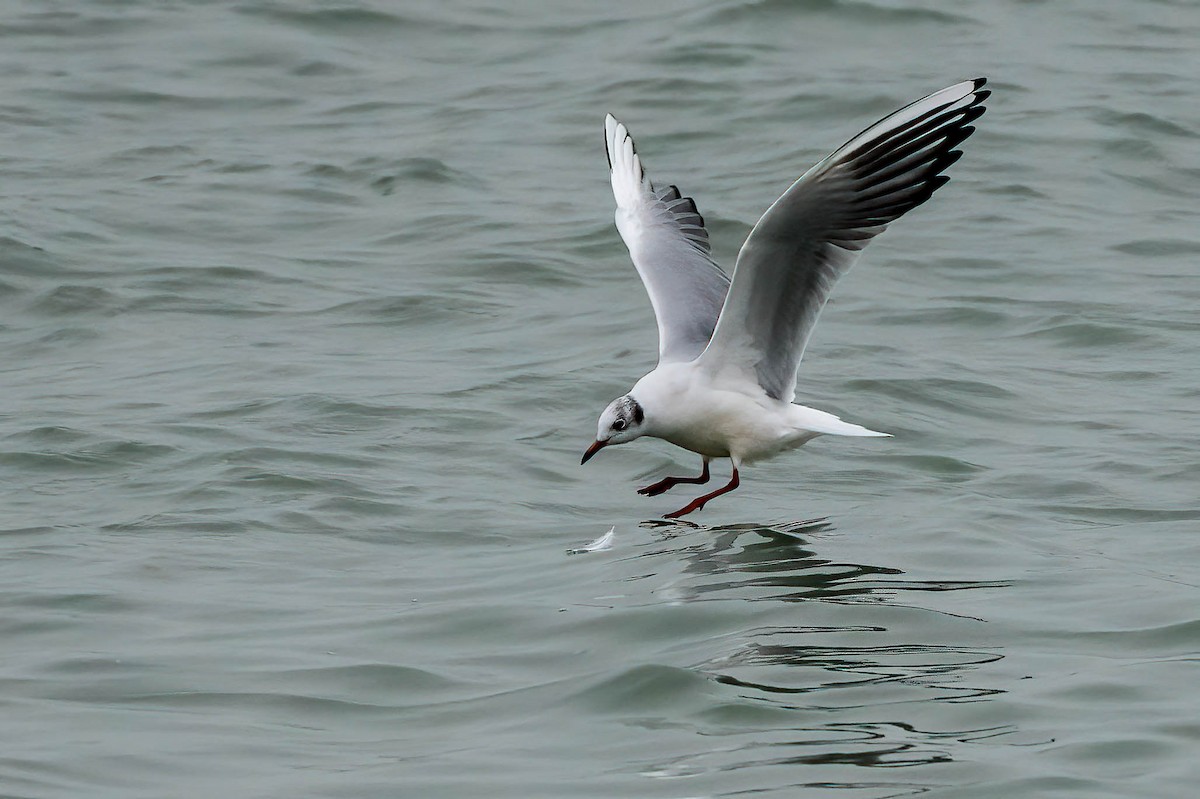 Black-headed Gull - ML646460321