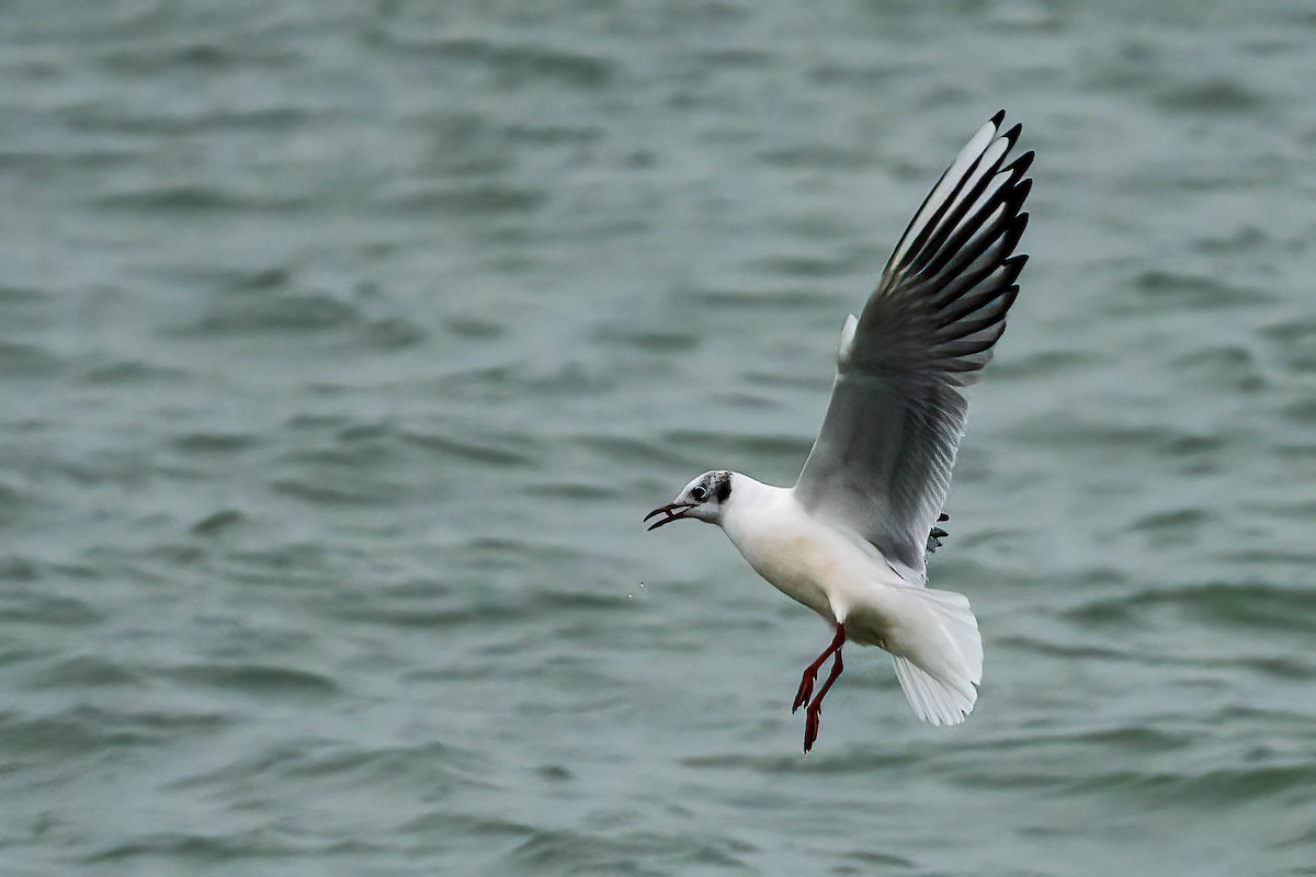 Black-headed Gull - ML646460322
