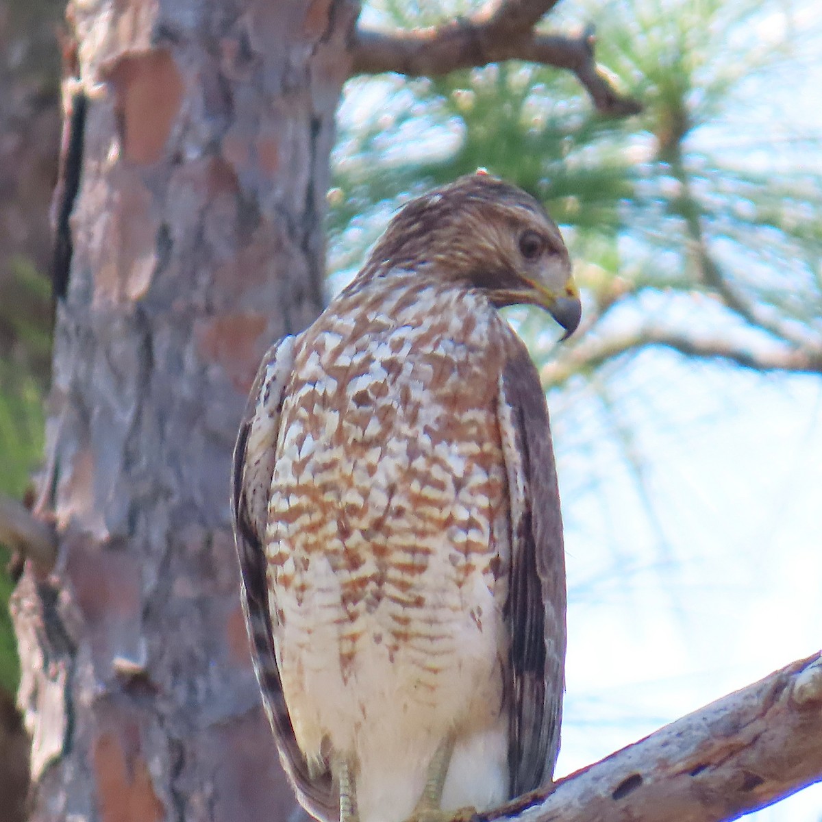 Канюк рудоплечий - ML646460324