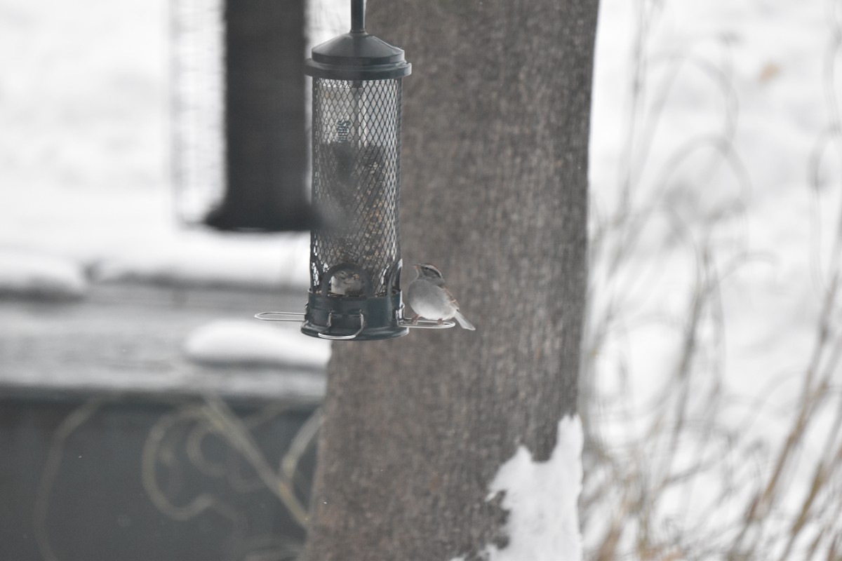 strnádka vrabcovitá - ML646460325