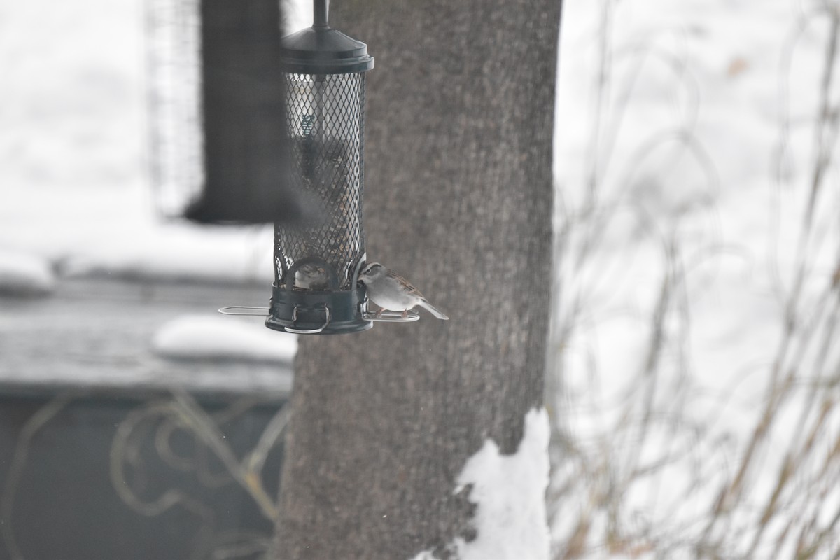 strnádka vrabcovitá - ML646460326