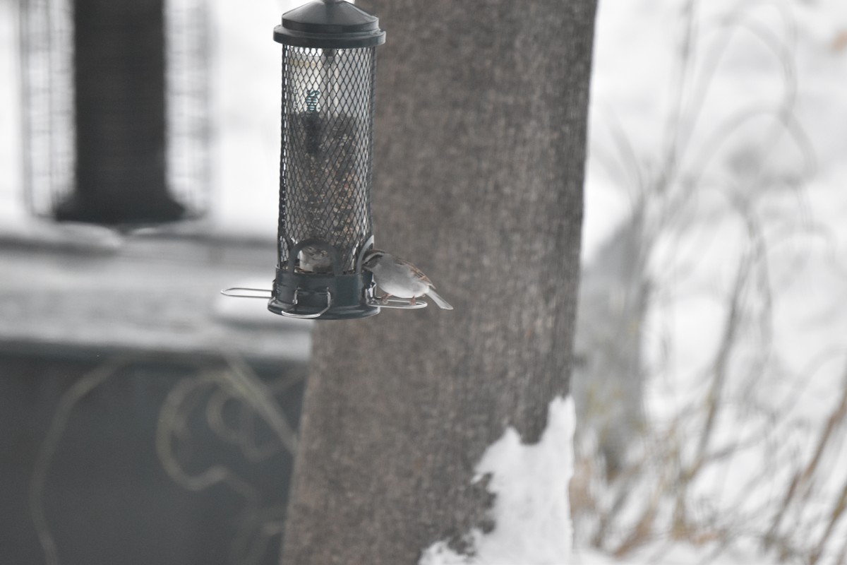 strnádka vrabcovitá - ML646460328