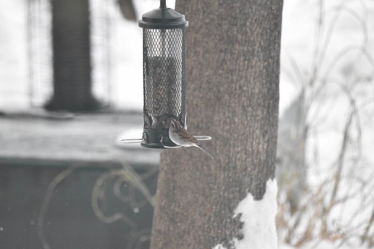 strnádka vrabcovitá - ML646460330