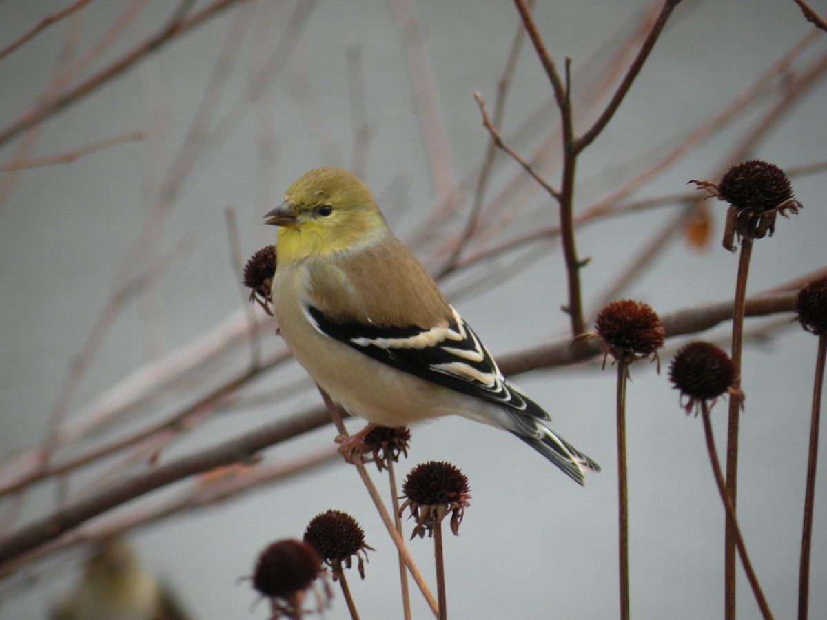 American Goldfinch - ML646460339
