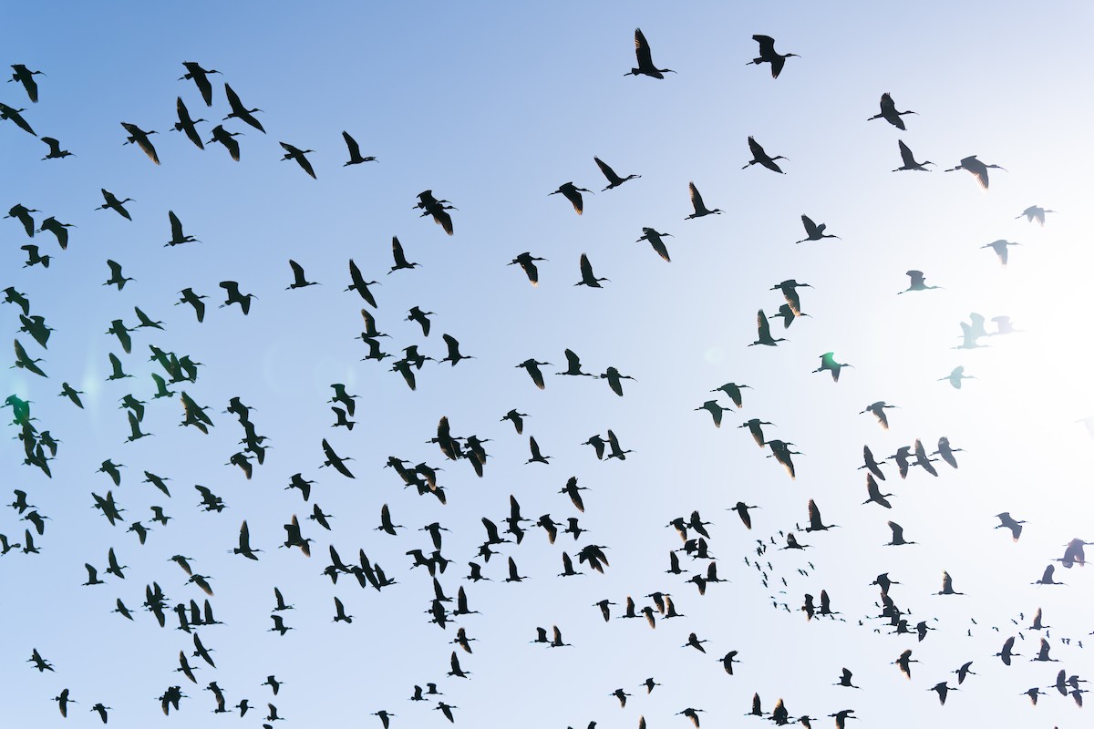 Mignattaio - ML646460342