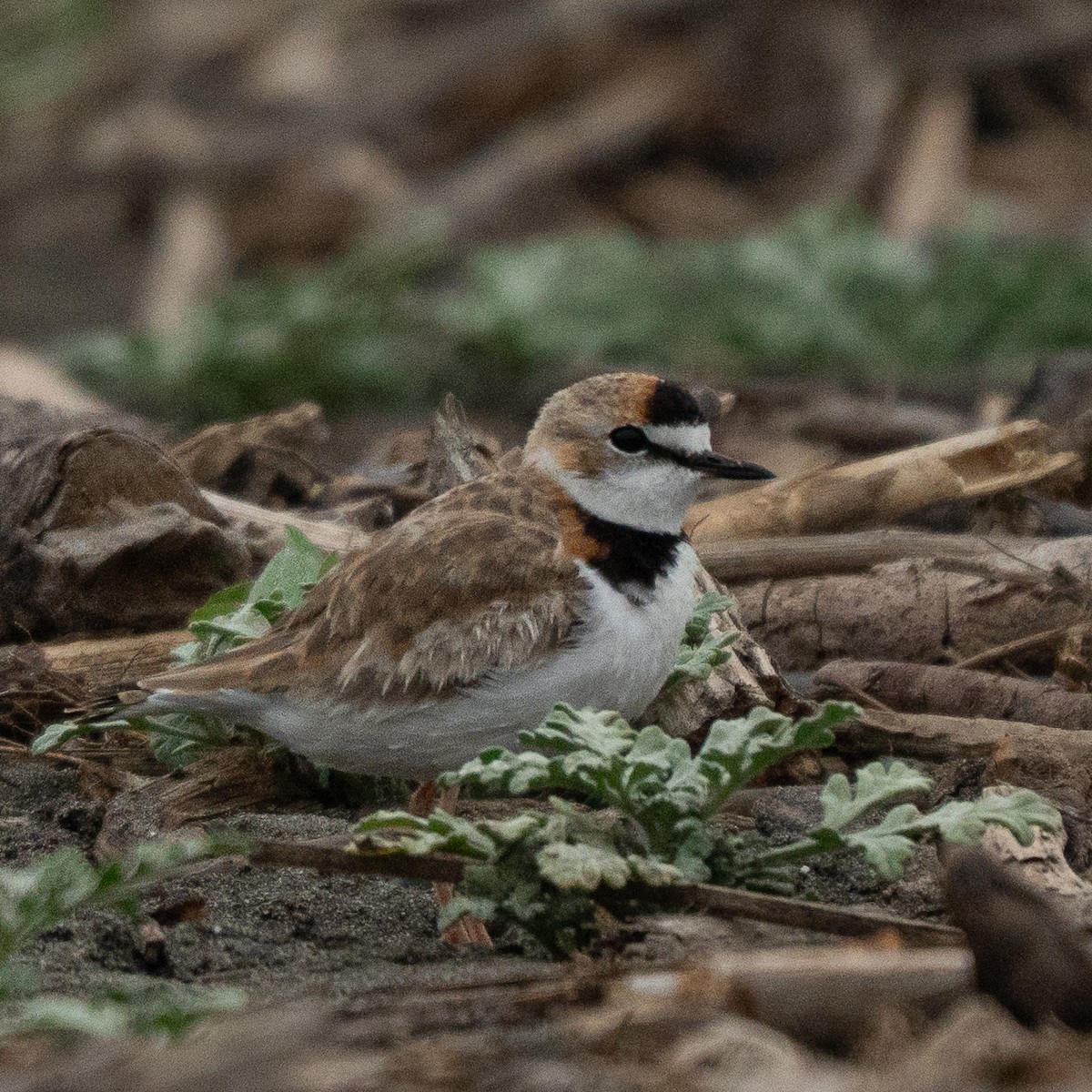 Collared Plover - ML646460346