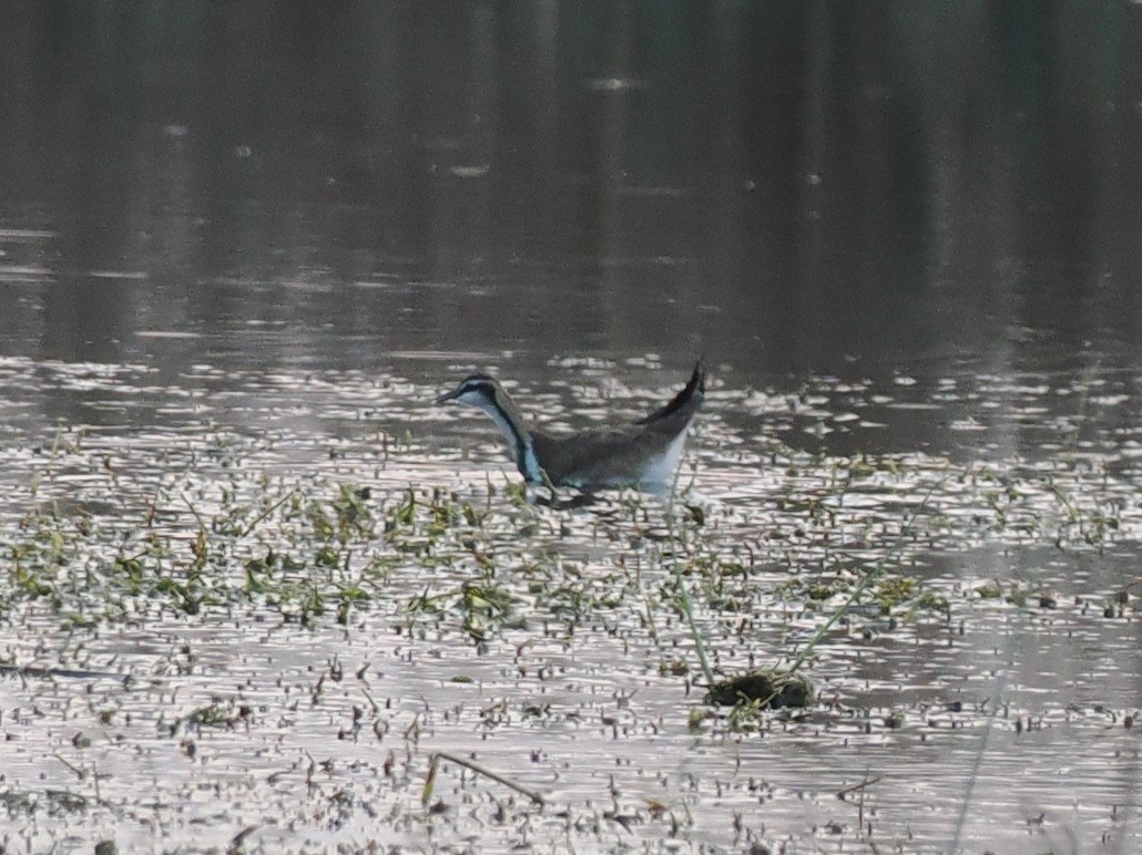 fasanbladhøne - ML646460354