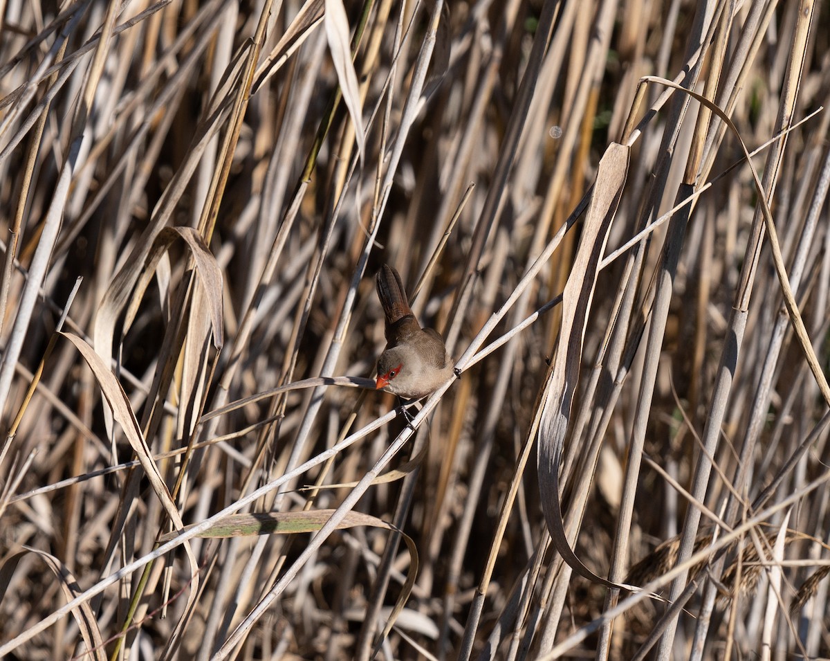Common Waxbill - ML646460358